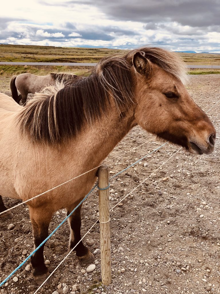 Icelandic Horses, Iceland